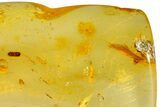 Polished Colombian Copal ( g) - Contains Insects! #364293-1
